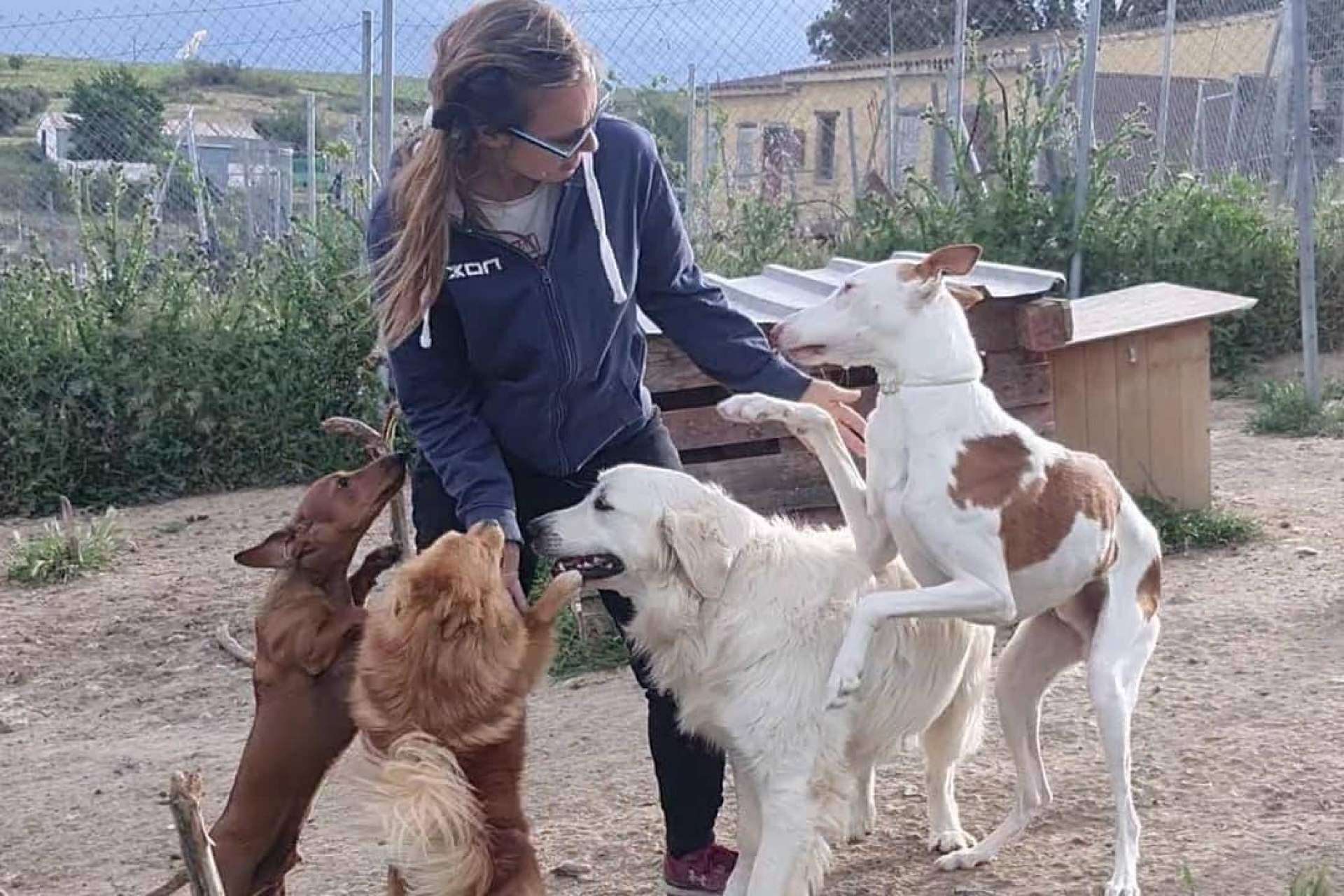Los servicios de PERROBUENO, la guardería de día de perros
