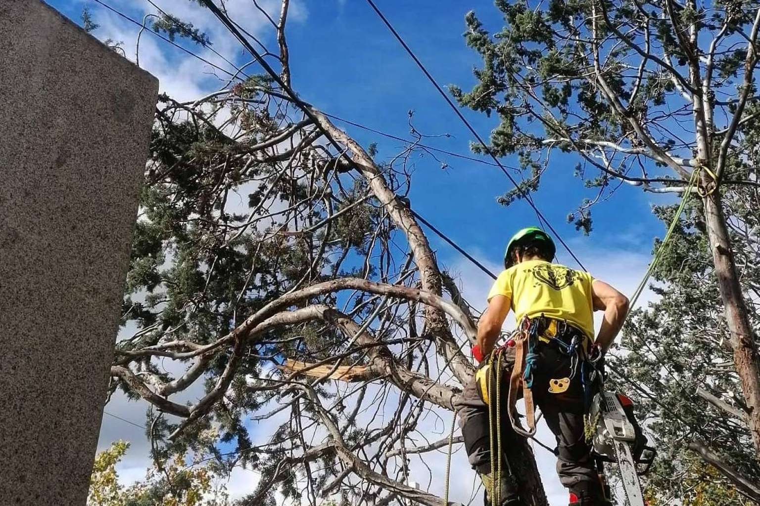 Servicio completo de poda y tala. Talas de Árboles ofrece todo el cuidado de un árbol, desde que nace hasta que muere